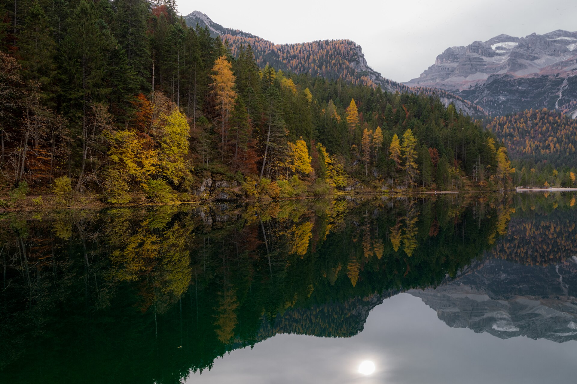 el lago de tovel en otono con los alerces amarillos reflejados en el agua y las dolomitas de brenta