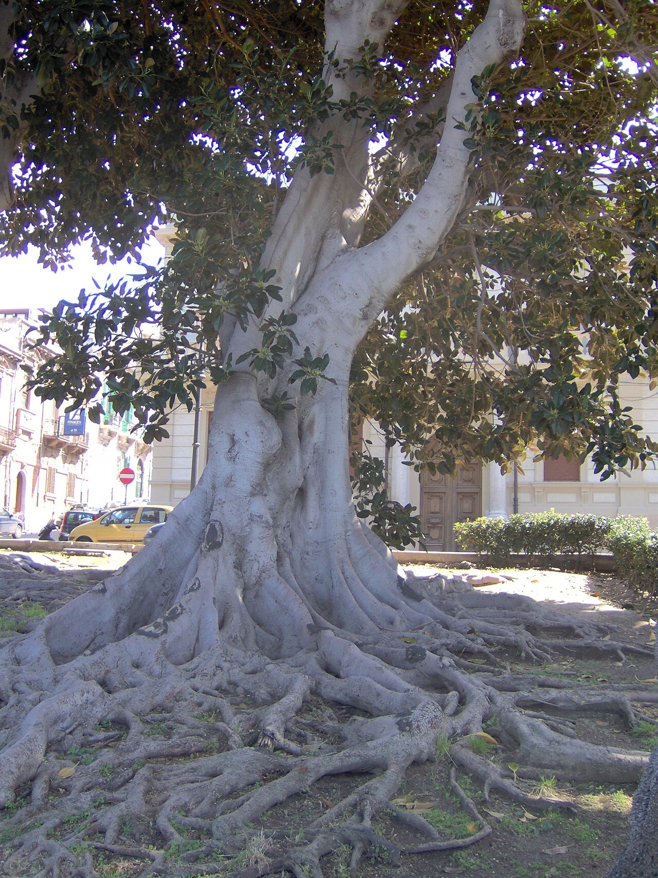 un grande ficus della via marina di reggio calabria con le radici che sollevano il selciato