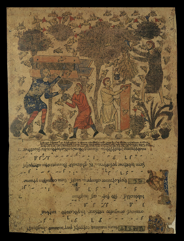 the bee panel of an exultet scroll with men gathering honey among the trees and the text upside down beneath