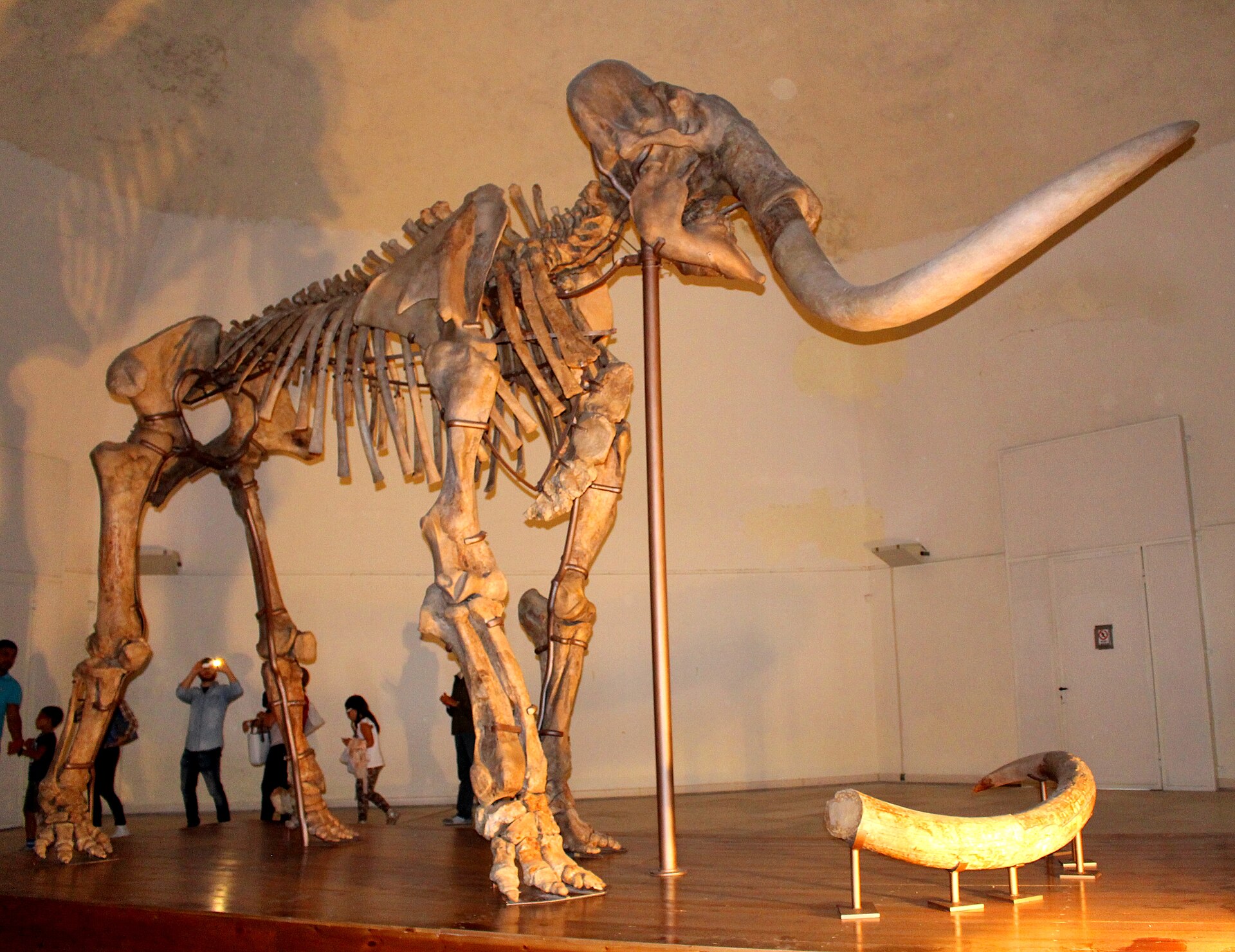 lo scheletro montato del mammut del castello dell aquila con le zanne ricurve e una zanna sciolta esposta accanto