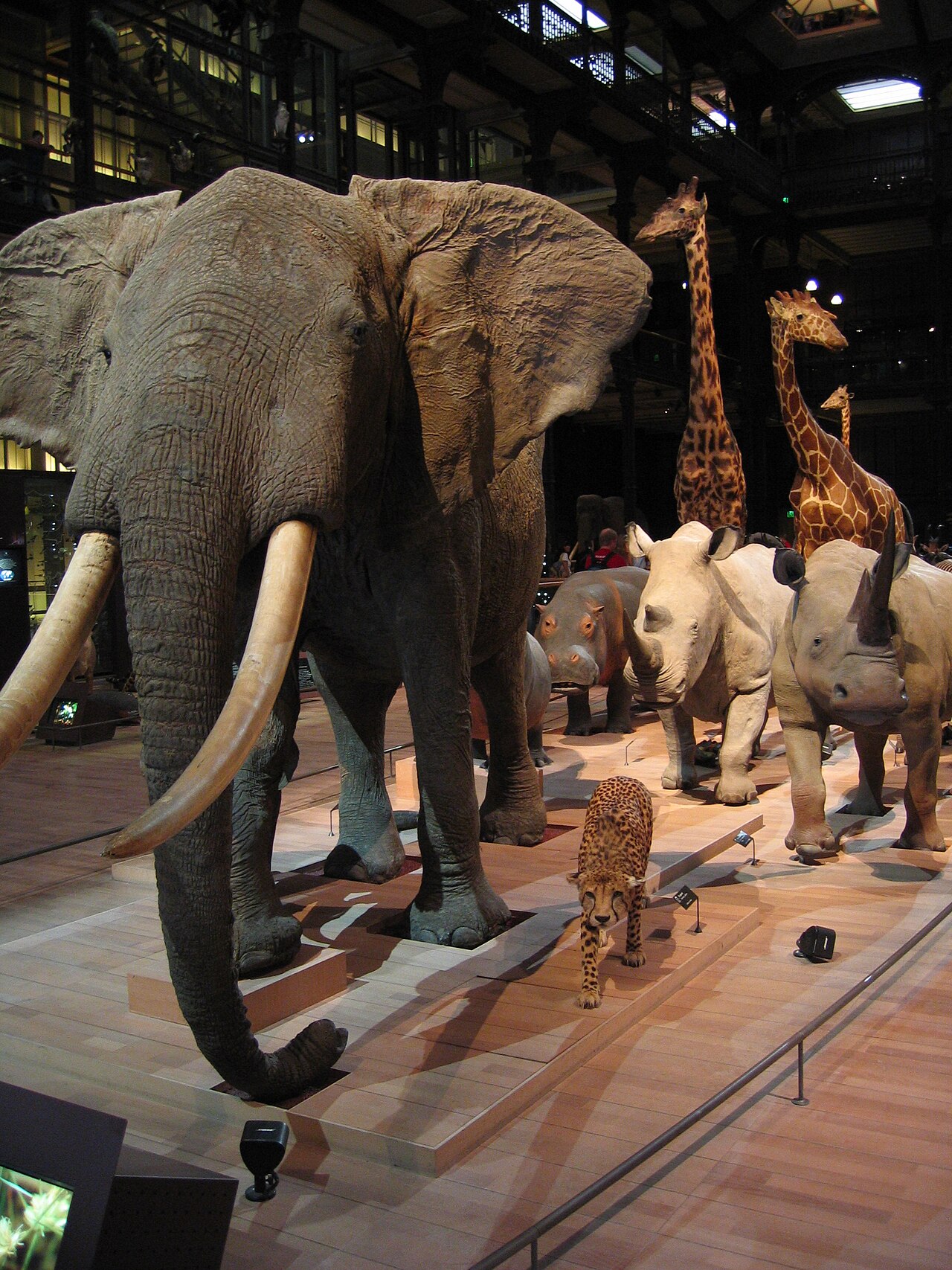 la caravane africaine con l elefante dalle grandi zanne in testa al corteo, un ippopotamo e due rinoceronti dietro di lui, un ghepardo che cammina in mezzo e tre giraffe sullo sfondo