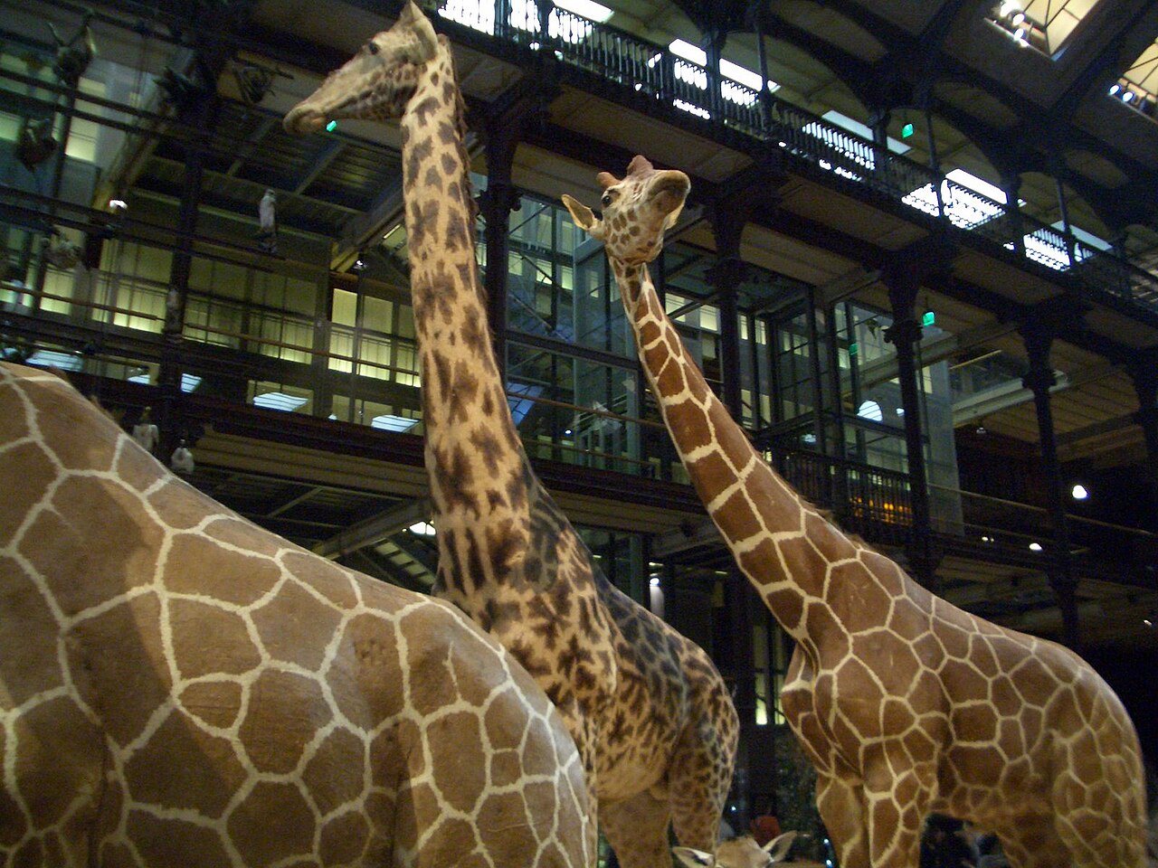 tre giraffe impagliate viste da vicino con le balconate di ferro e vetro della galleria alle spalle, una di profilo in primo piano e due con il collo teso verso l alto