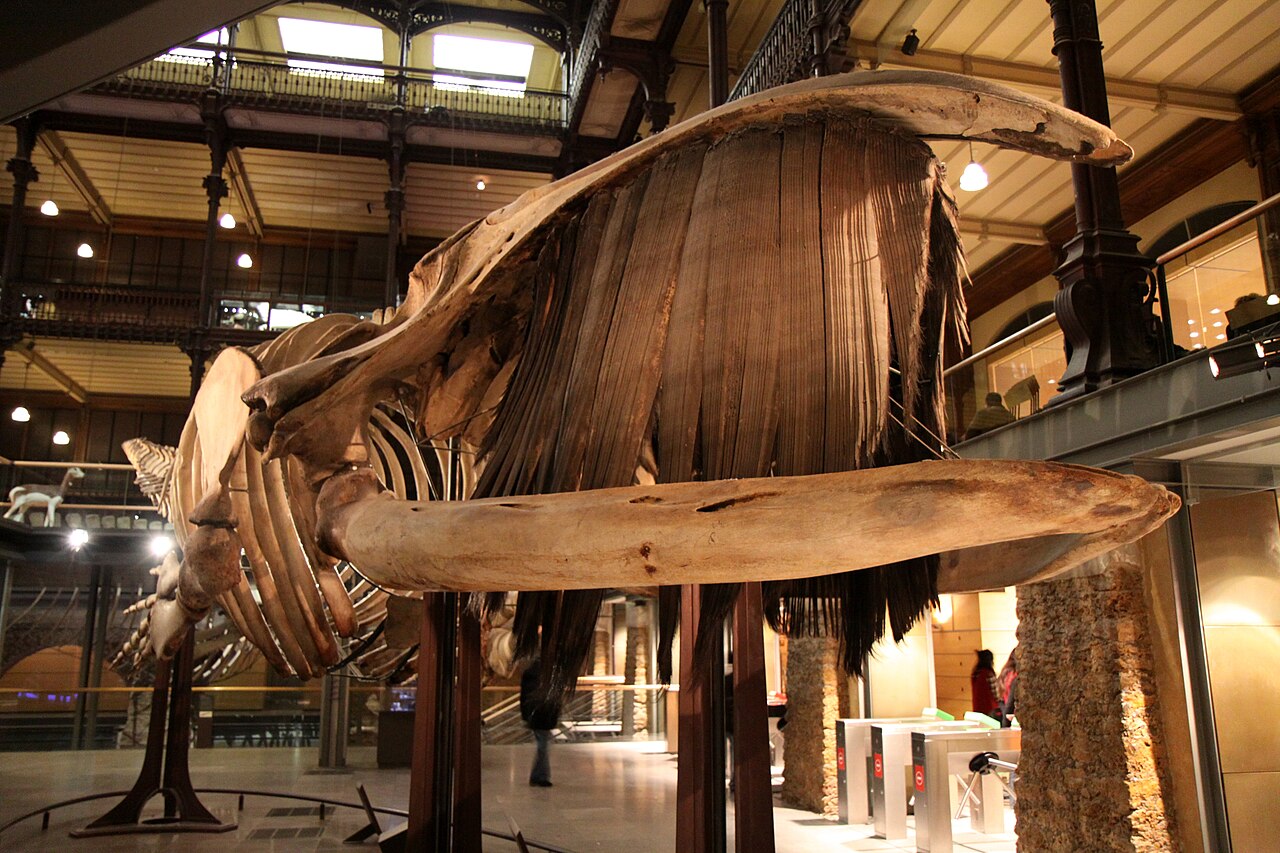 il cranio e i fanoni scuri e frangiati di uno scheletro di balena sospeso al piano terra della galleria, con la mascella che attraversa l inquadratura e le balconate di ferro sullo sfondo