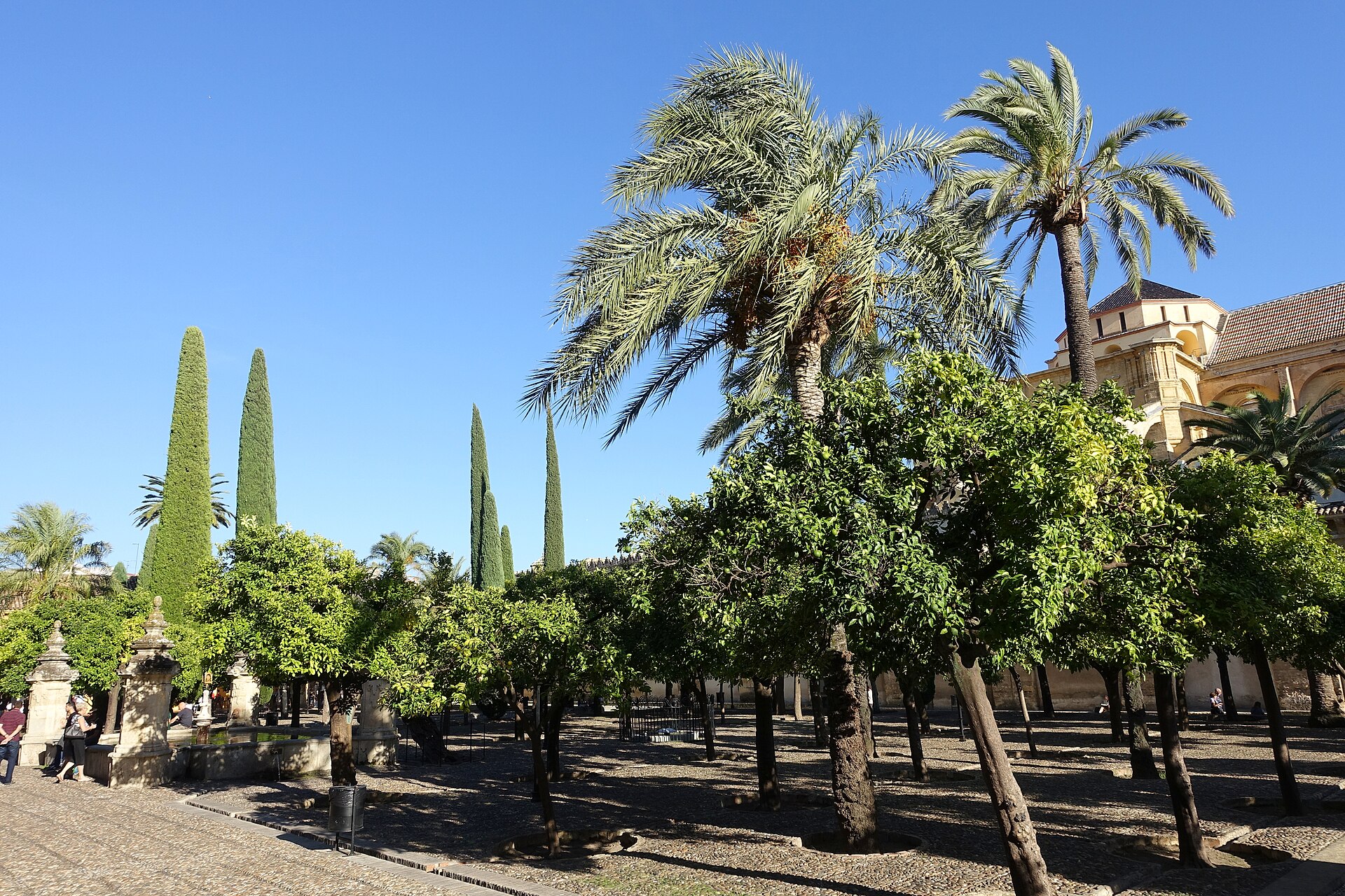 il patio de los naranjos della mezquita di cordoba, con le file di aranci, le palme e il campanile sullo sfondo