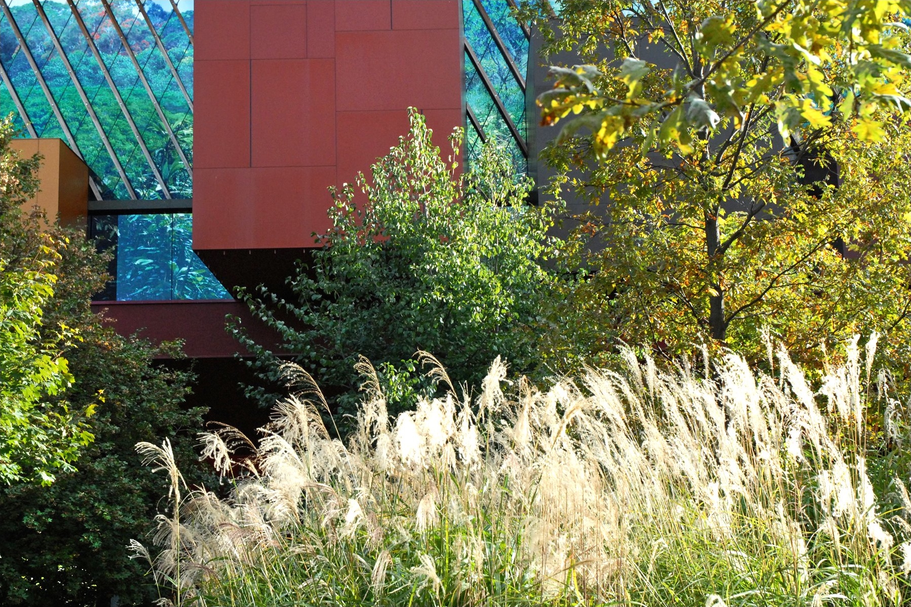 le jardin du musee du quai branly avec les hautes herbes et les arbres devant le batiment, dont on voit les boites colorees en saillie et les vitrages