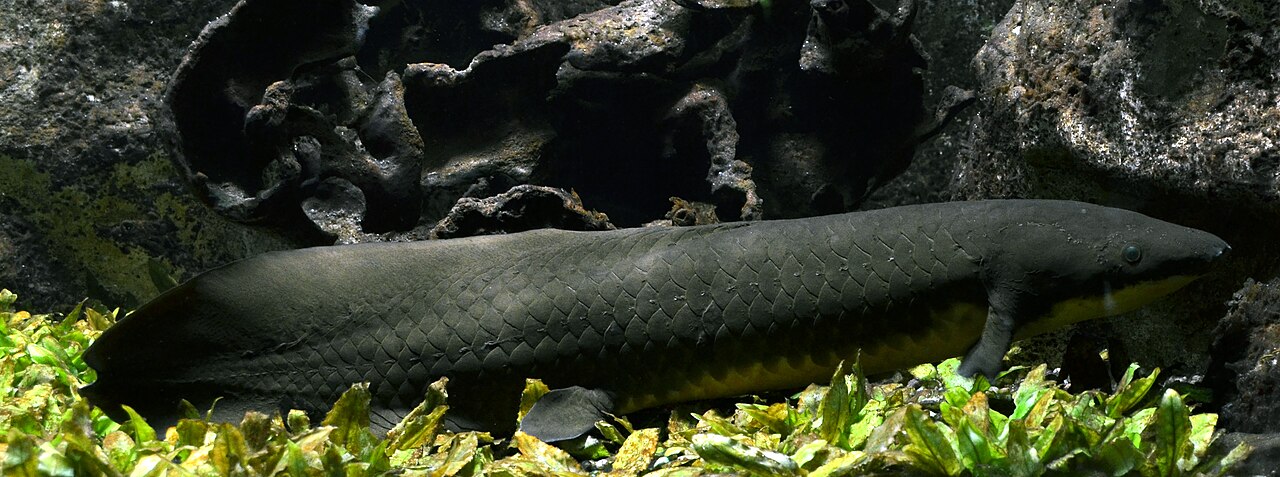 dipnoo australiano disteso fra le piante acquatiche, con il corpo verde oliva coperto di grandi squame, il ventre giallastro e la pinna pettorale a forma di pagaia