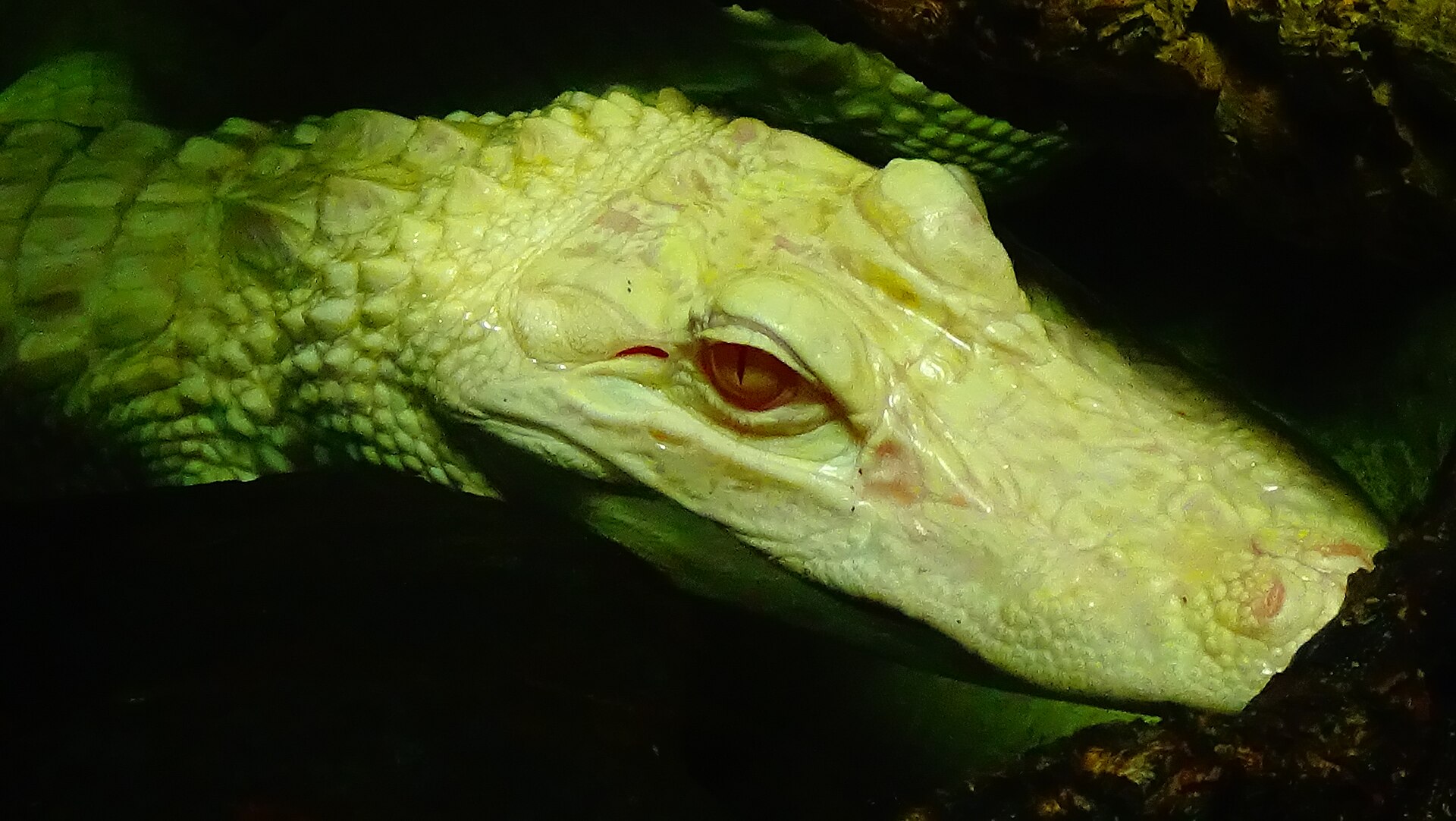 testa di un alligatore albino nell acquario tropicale, con la pelle bianco crema, l occhio rosa dalla pupilla verticale e la luce verde della vasca sulle squame