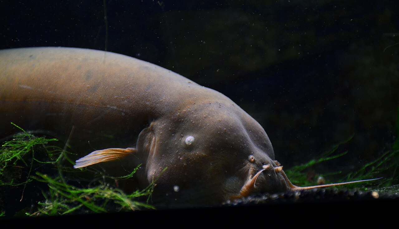 pesce gatto elettrico appoggiato sul fondo fra le alghe verdi, con il corpo bruno e tozzo, l occhio piccolo e i lunghi barbigli protesi in avanti