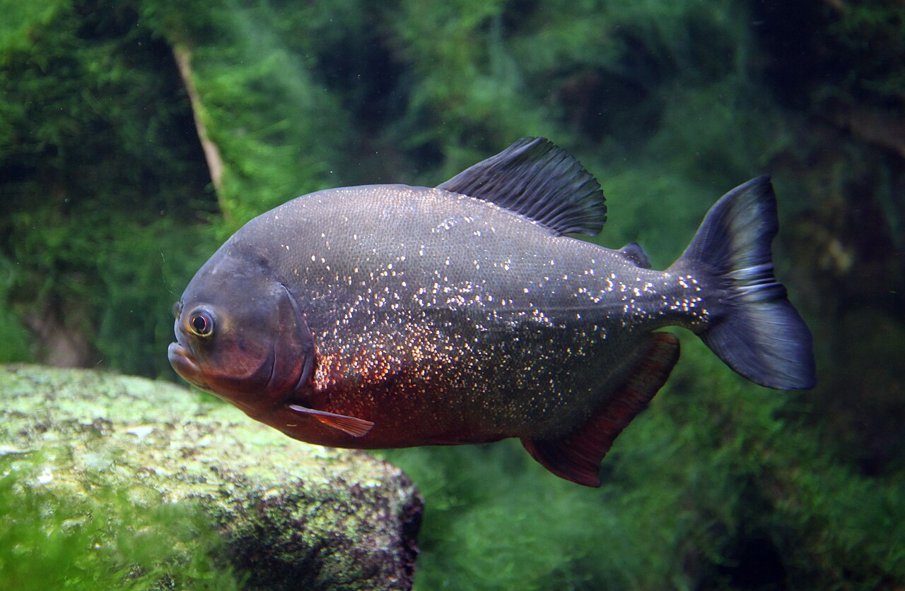 piranha dal ventre rosso di profilo, con il corpo alto e compresso, il dorso grigio verde punteggiato d argento e la gola e il ventre arancioni