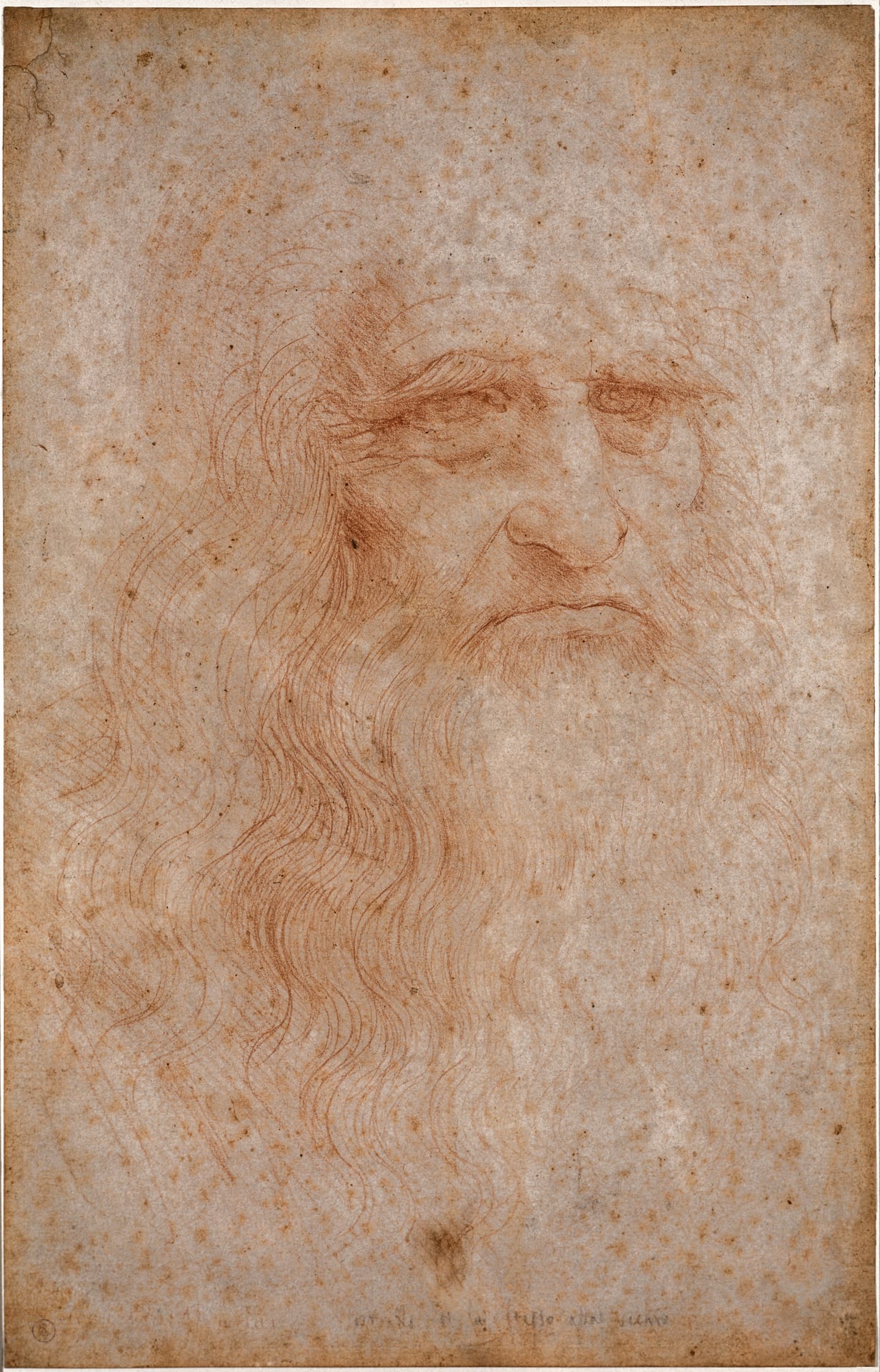 the red chalk self portrait of leonardo da vinci kept in the biblioteca reale in turin