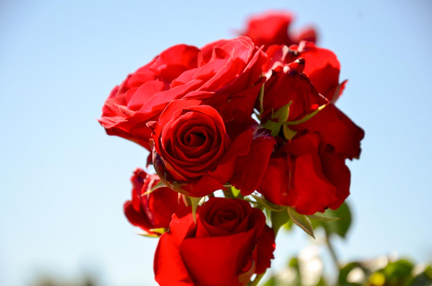 roses rouges au jardin japonais de Paris, musée Albert-Kahn