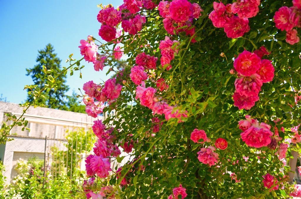 roses sauvages au jardin Albert-Kahn de Paris