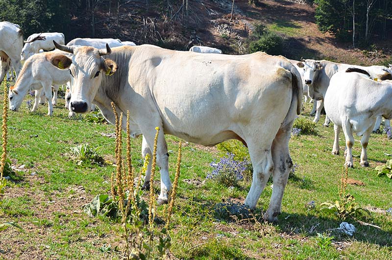 Foto mucca sui monti sibillini