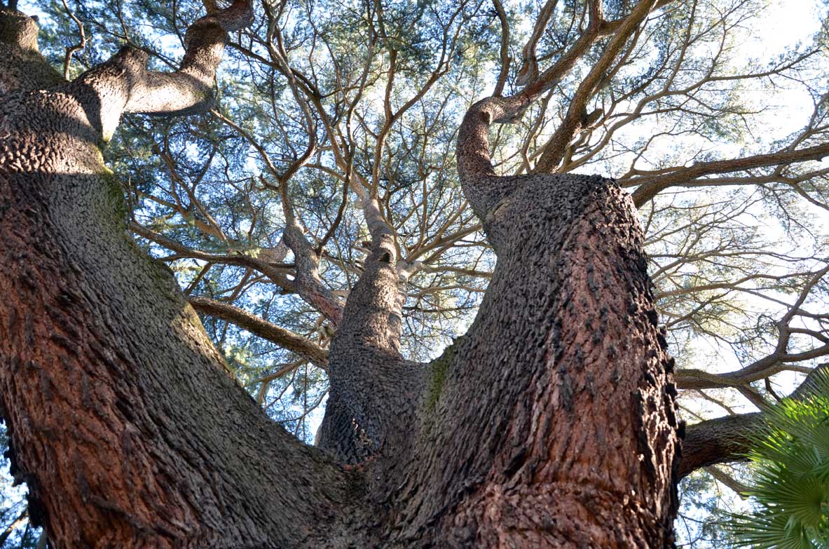 Il cedro del libano del priorato di Malta