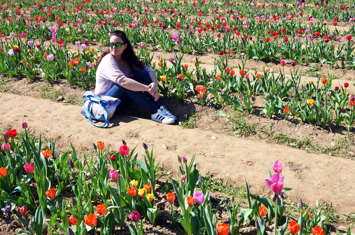 Tulipani a milano