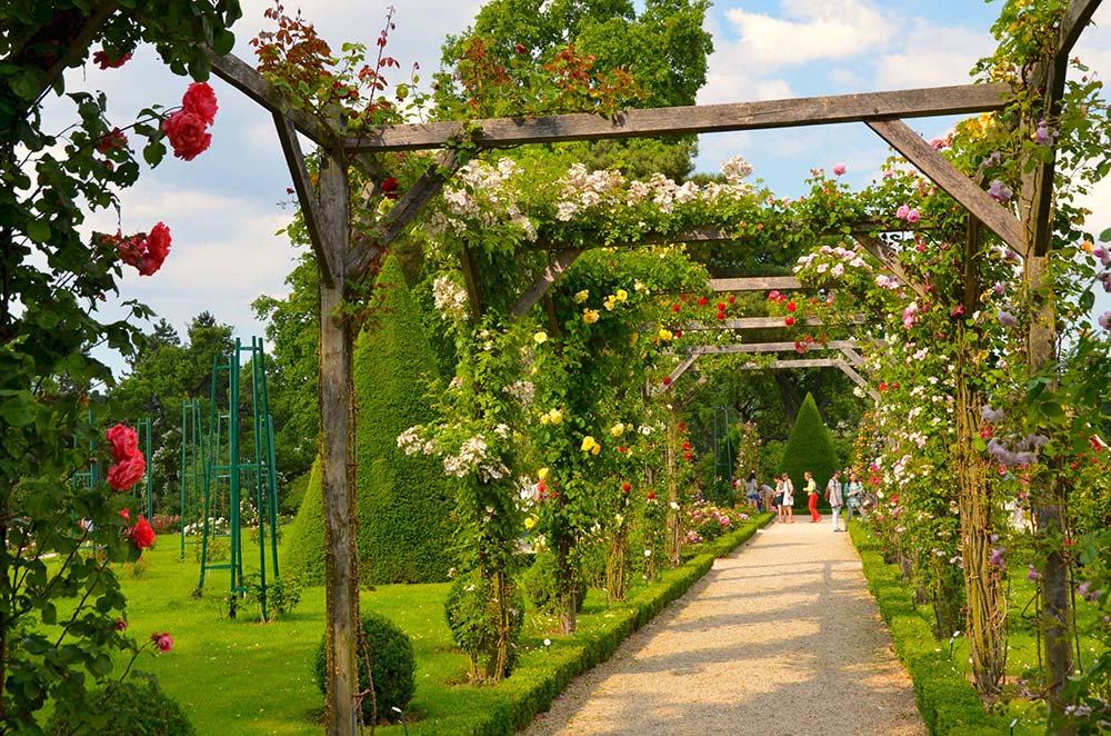 i viali fioriti del roseto di Bagatelle a Parigi