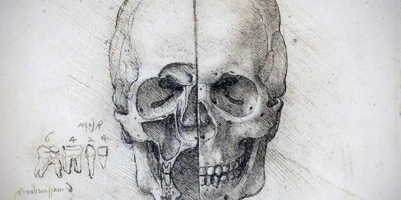 anatomical studies by Leonardo da Vinci