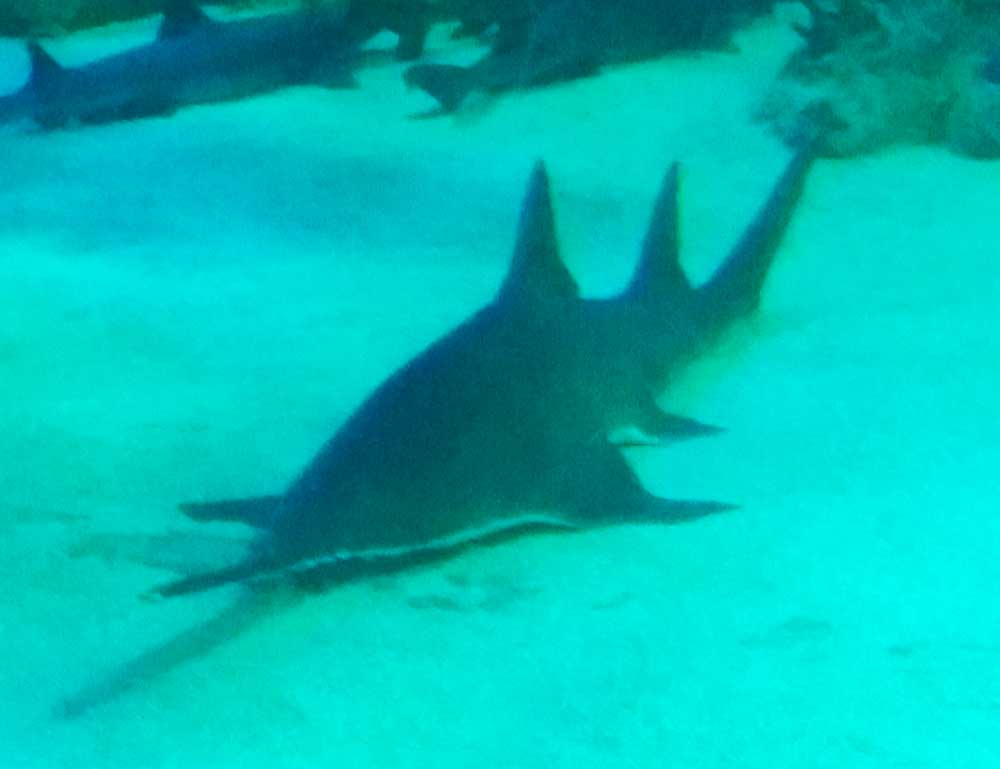 Visitare Sydney