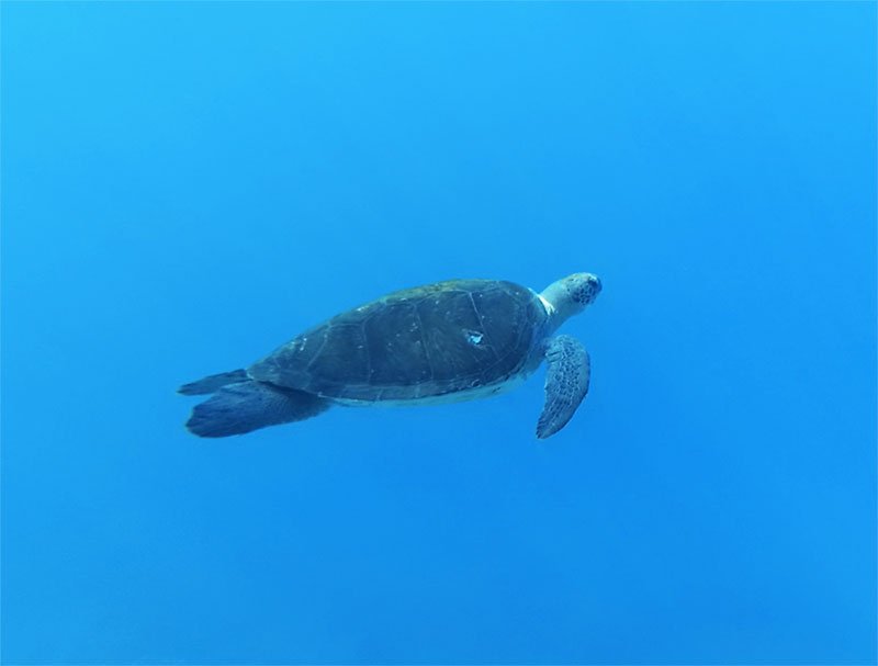 tartarughe marine nel mare delle Canarie