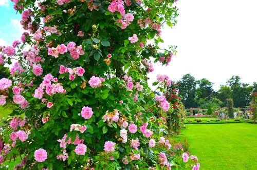 roseto di bagatelle parigi